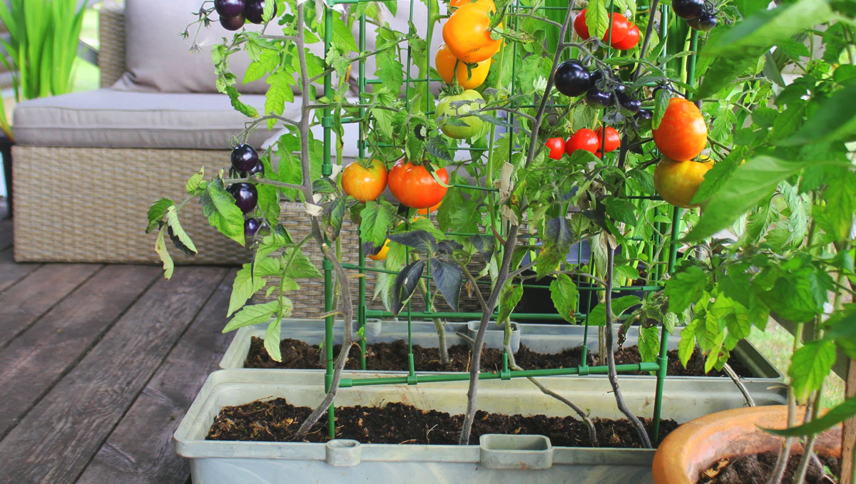 Grow some vegetables at home. Grow some vegetables at home.