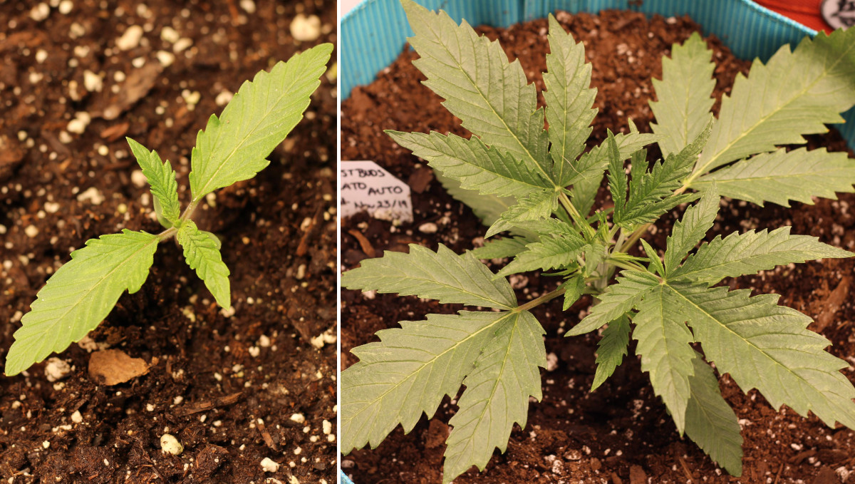 Gelato Auto Cannabis Strain Week-by-Week Guide: A sickly yellowish seedling and the same plant in two weeks Gelato Auto Cannabis Strain Week-by-Week Guide: A sickly yellowish seedling and the same plant in two weeks