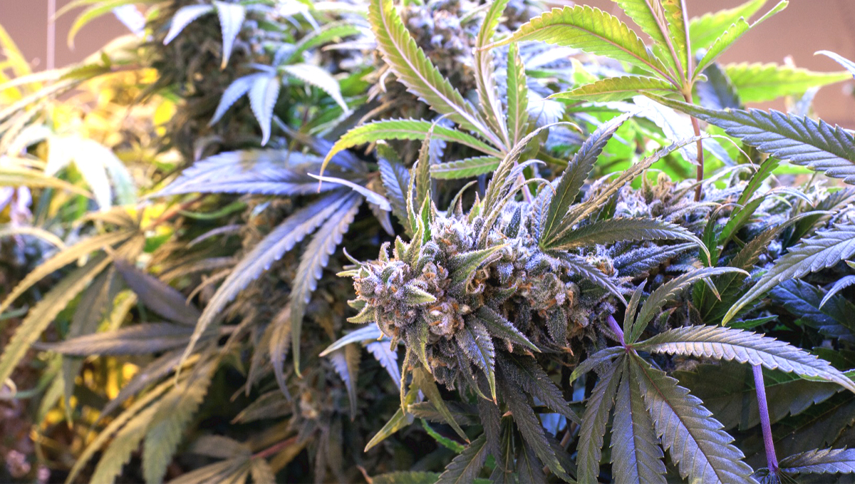 Jack Herer Auto: history