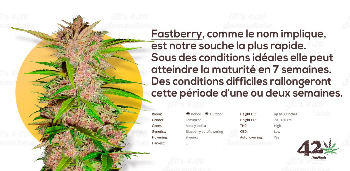 Fastberry fr.jpg Fast Buds Fastberry
