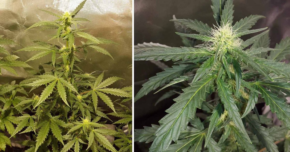 White Widow Auto guide: week 5 White Widow Auto guide: week 5
