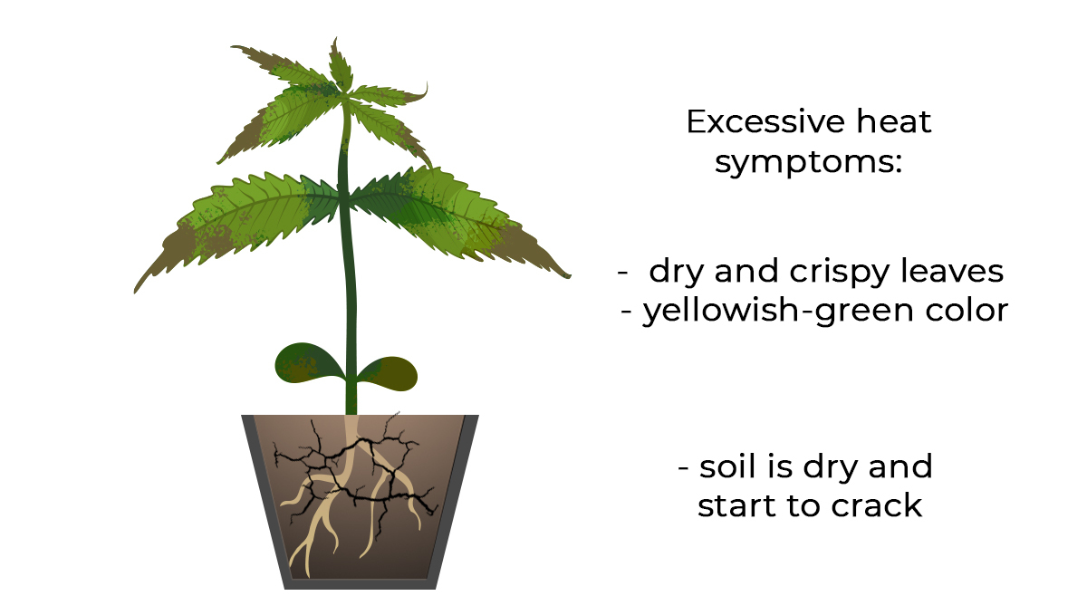 Common cannabis seedling problems: excessive heat Problèmes courants des semis de cannabis: chaleur excessive