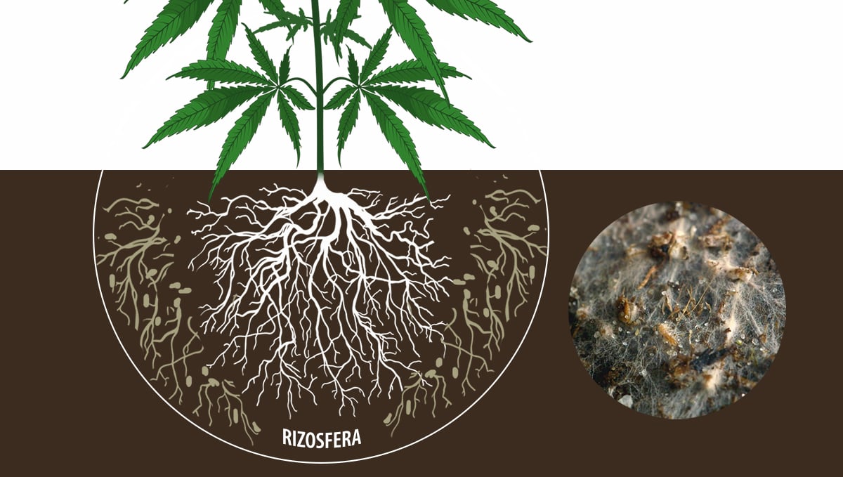Cannabis y micorrizas: ecto micorrizas