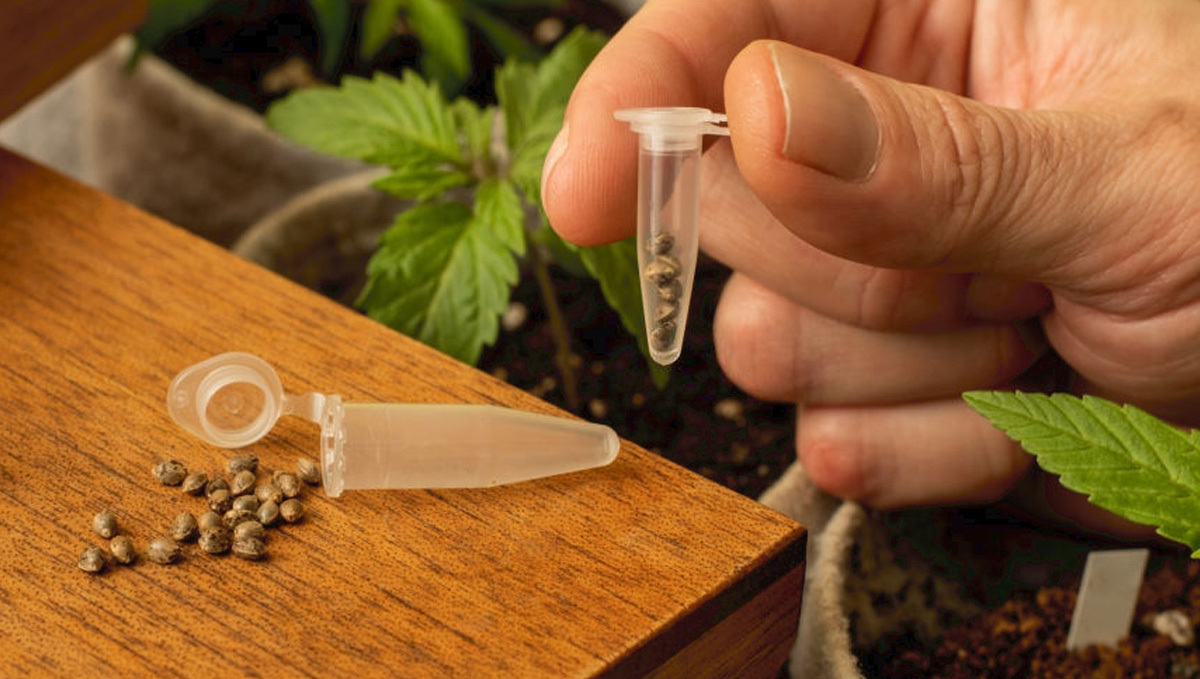 Storing cannabis seeds in original container
