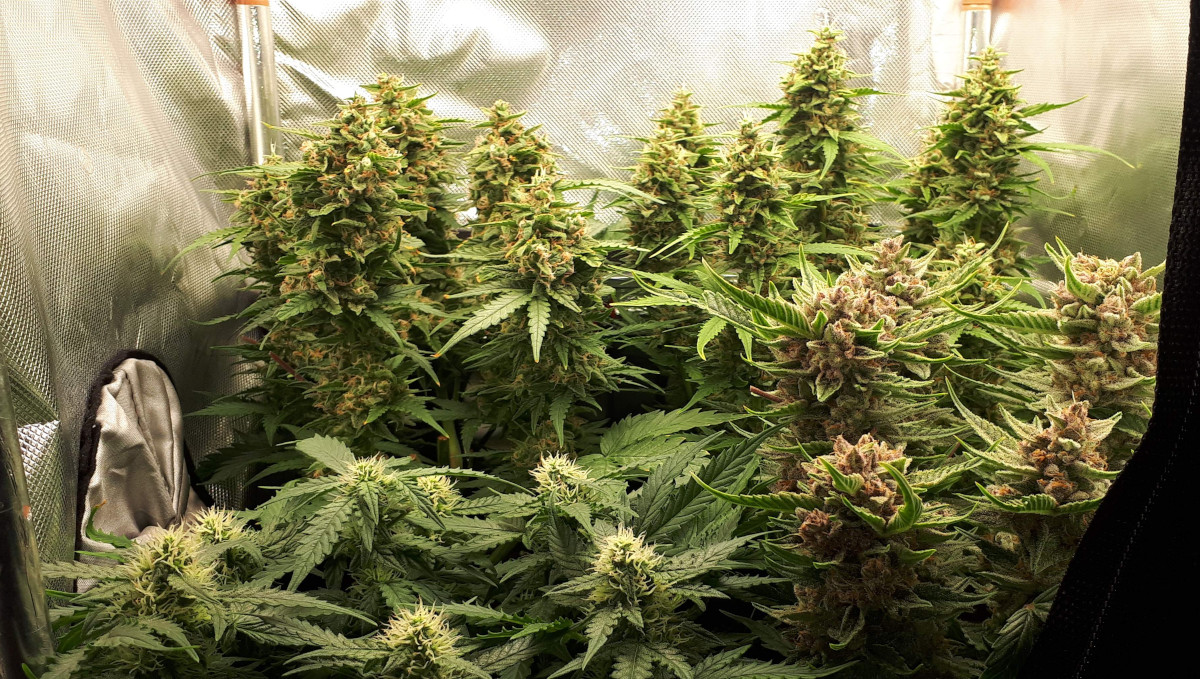Strawberry Pie Auto Cannabis Strain Week-by-Week Guide: Several autoflowers including one with purple golf-sized flowers