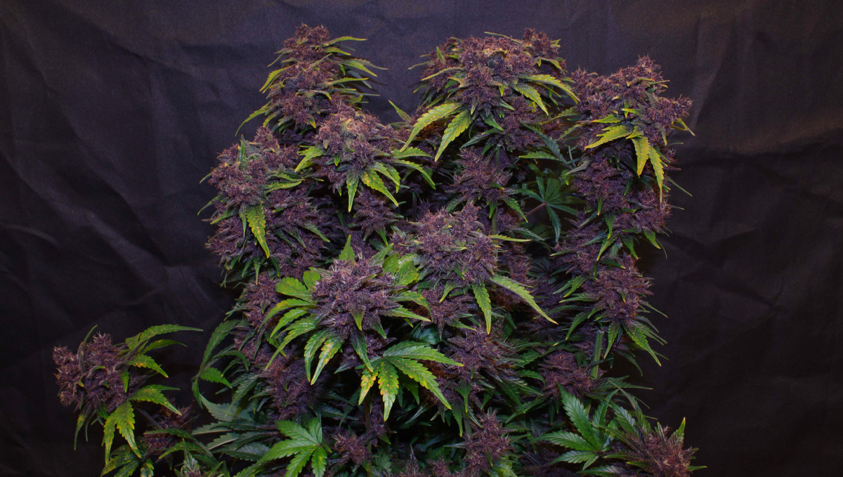 Purple lemonade by pharmaz on growdiaries