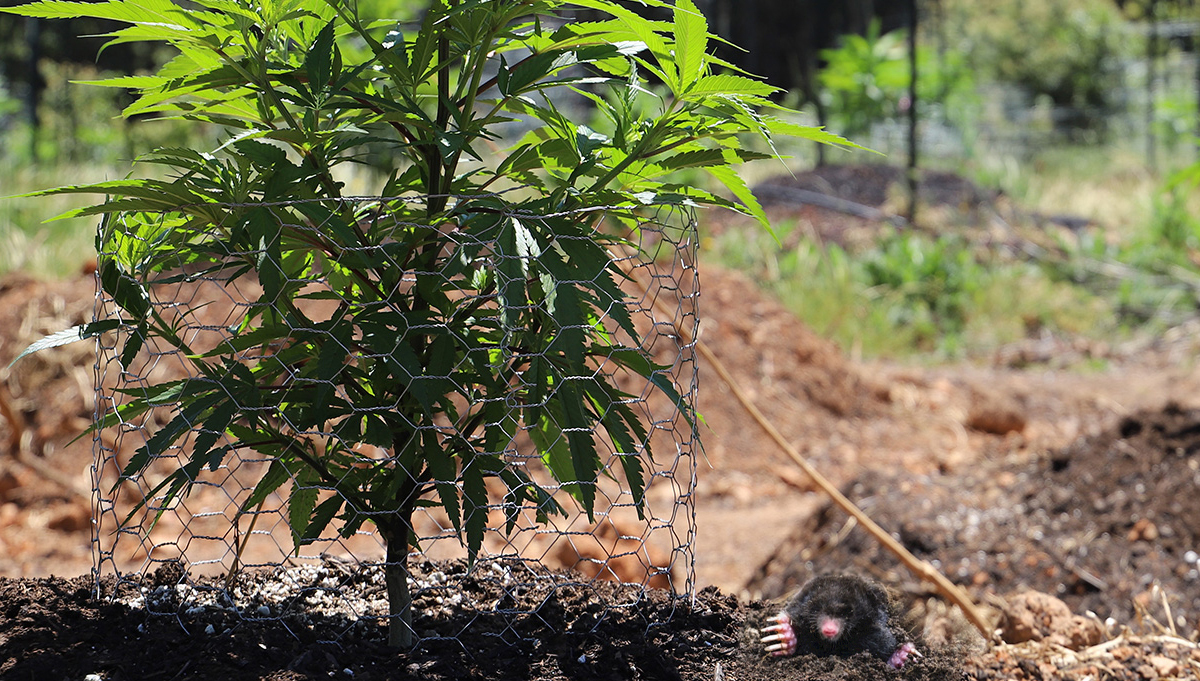 Protect Cannabis Outdoors: cannabis outdoors Protect Cannabis Outdoors: cannabis outdoors