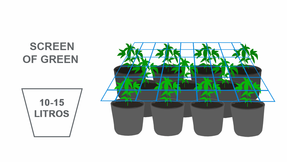 Melhor tamanho de vaso para autoflorescentes: scrog