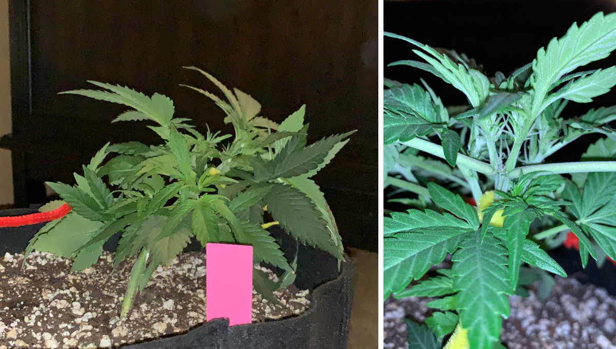 Gelato Auto Cannabis Strain Week-by-Week Guide: Tying down of the main stalk of a small indoor marijuana plant Gelato Auto Cannabis Strain Week-by-Week Guide: Tying down of the main stalk of a small indoor marijuana plant