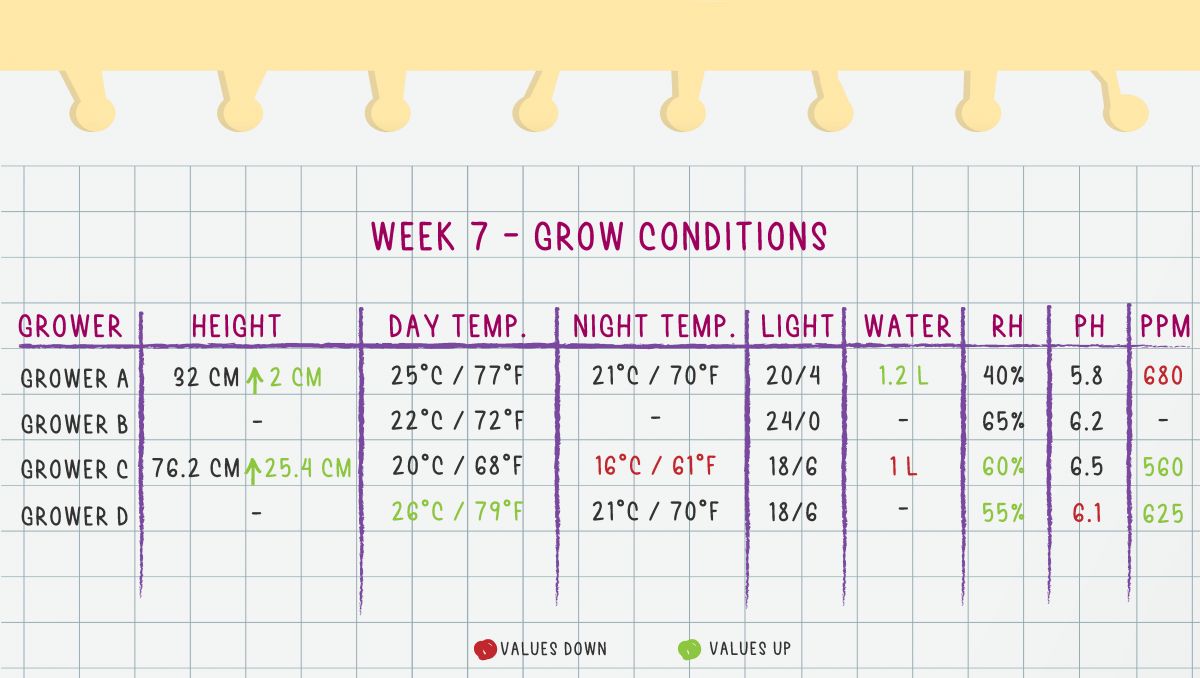 Gorilla Cookies Auto Cannabis Strain Week-by-Week Guide: Week 7 Grow Conditions