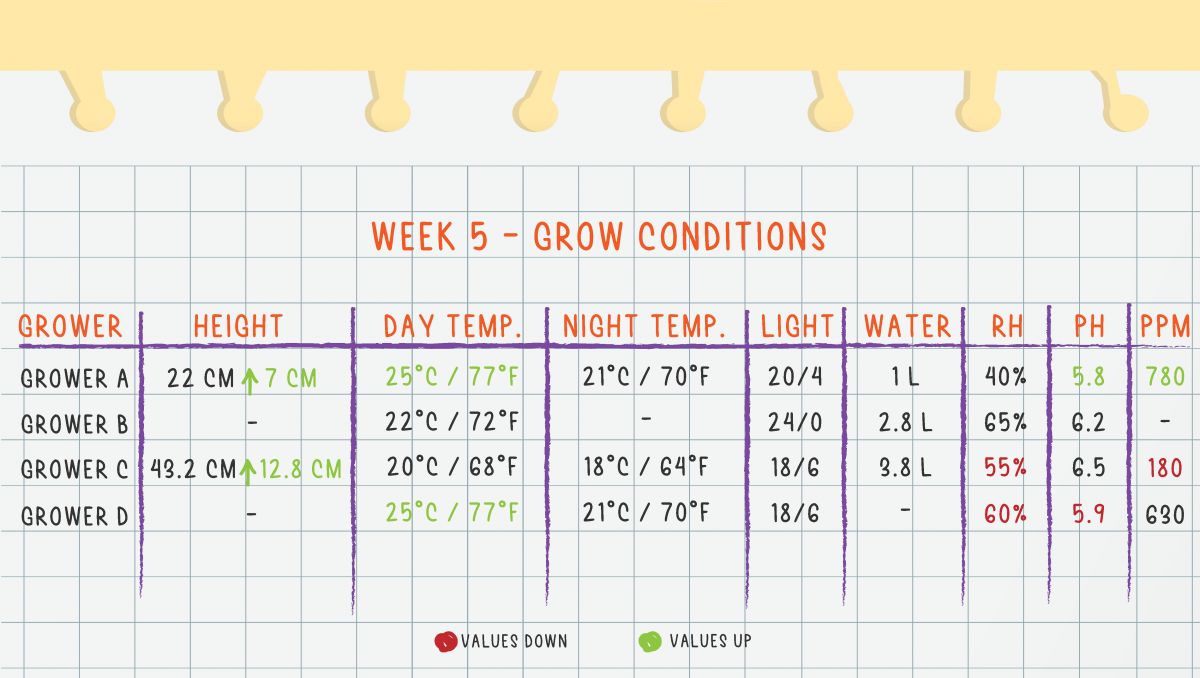 Gorilla Cookies Auto Cannabis Strain Week-by-Week Guide: Week 5 Grow Conditions