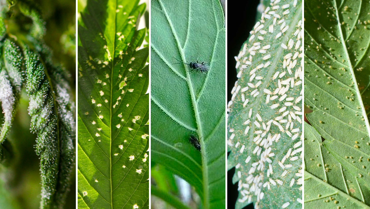 Korean natural farming: Oriental herb nutrients