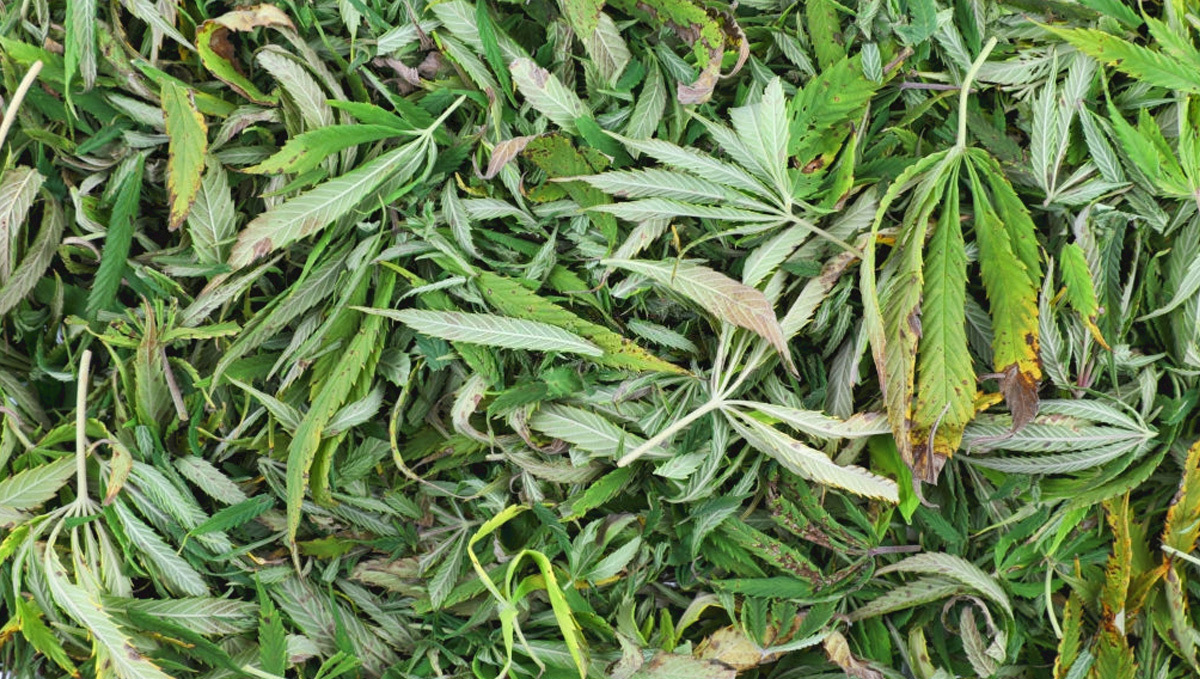 How to Harvest Cannabis Plants: Leftover Cannabis Trim