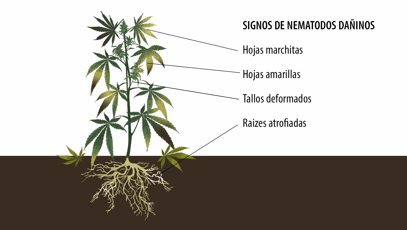 Beneficios de los microorganismos: signos de nematodos dañinos. Beneficios de los microorganismos: signos de nematodos dañinos.