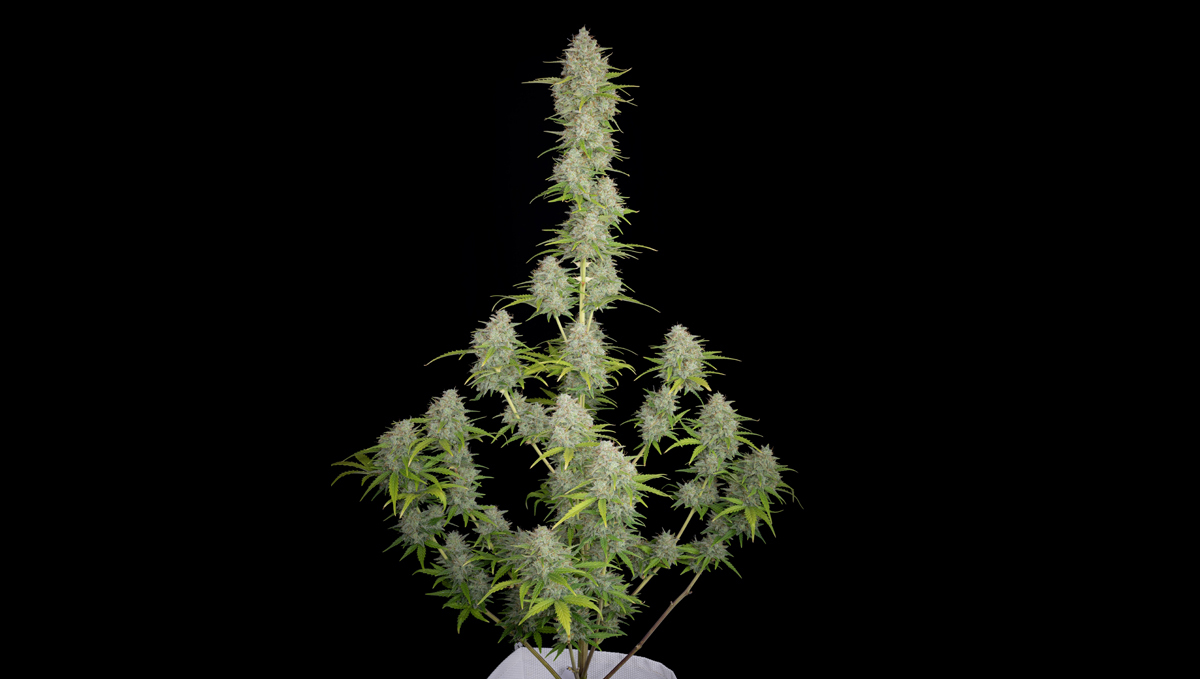 Top 10 strains to grow outdoors: Orange Sherbet Auto