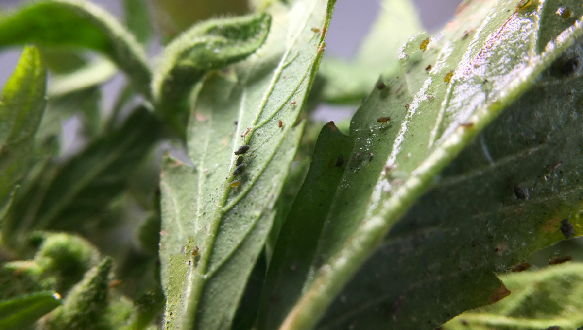 Nejčastější škůdci konopí: Mšice na listech