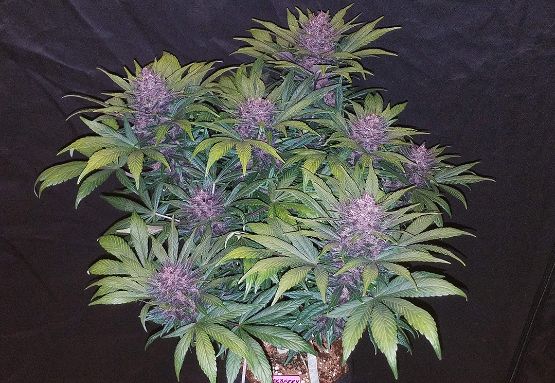 blackberry.jpg Fast Buds Autoflower Blackberry Kush