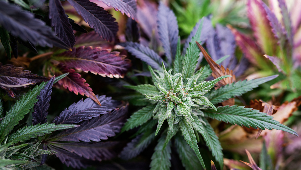 How the environment affects buds: ideal conditions flowering How the environment affects buds: ideal conditions flowering