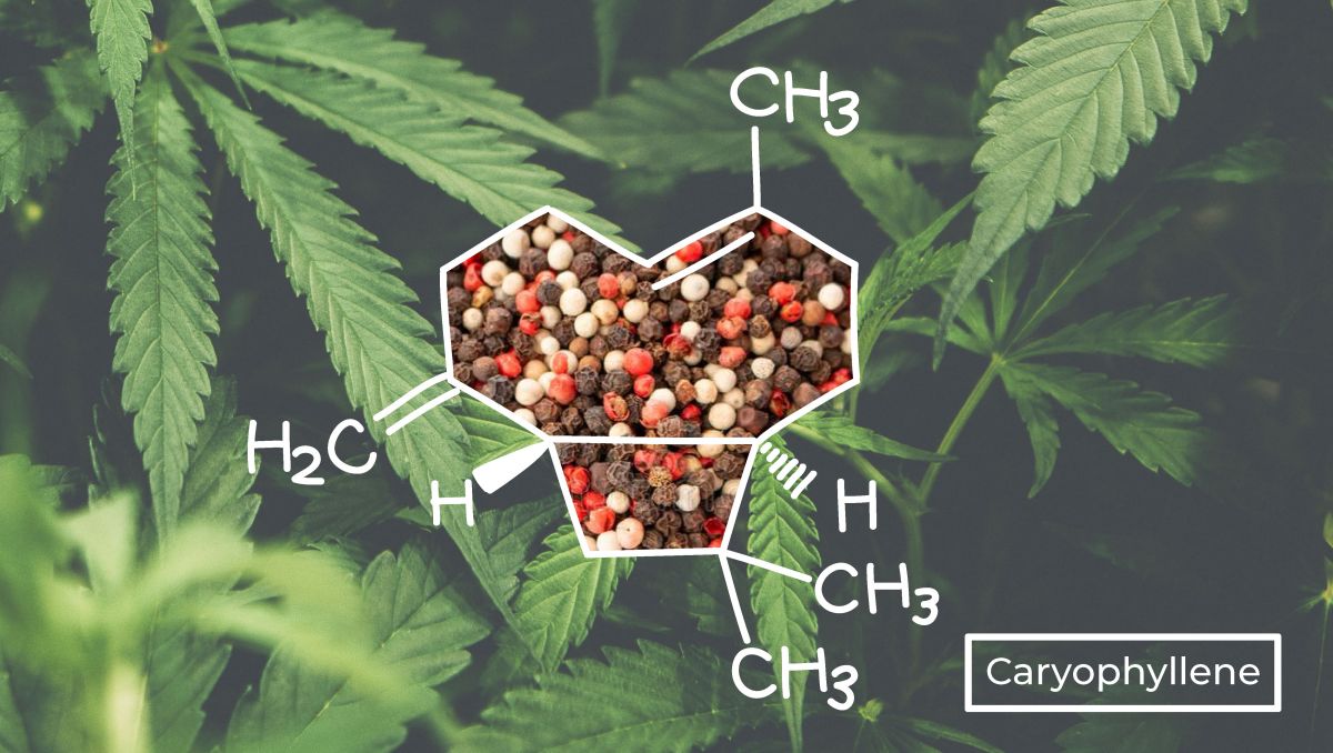 Caryophyllene has a distinct molecular structure than other terpenes.  Caryophyllene has a distinct molecular structure than other terpenes.