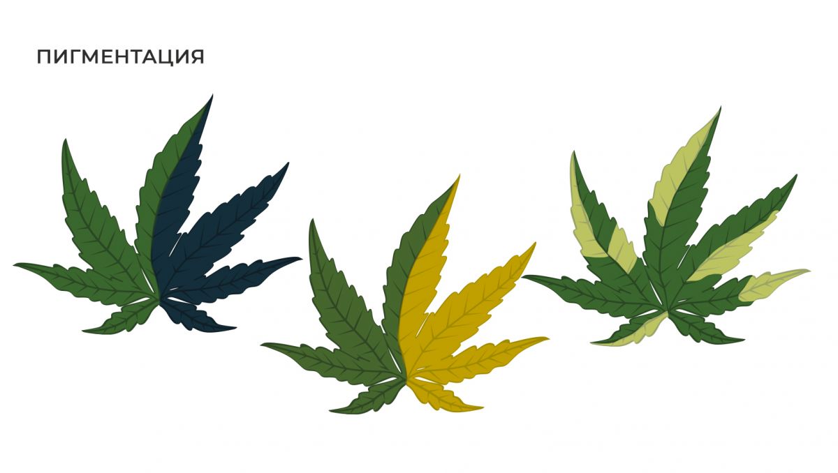 6.jpg Распространенные мутации: пигментация