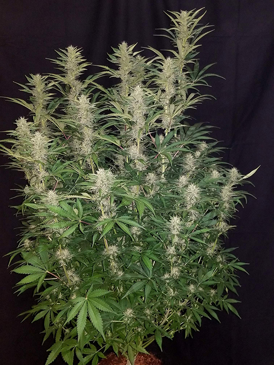 fast-buds-autoflower-g13-g14.jpg Fast Buds Autoflower G13, G14