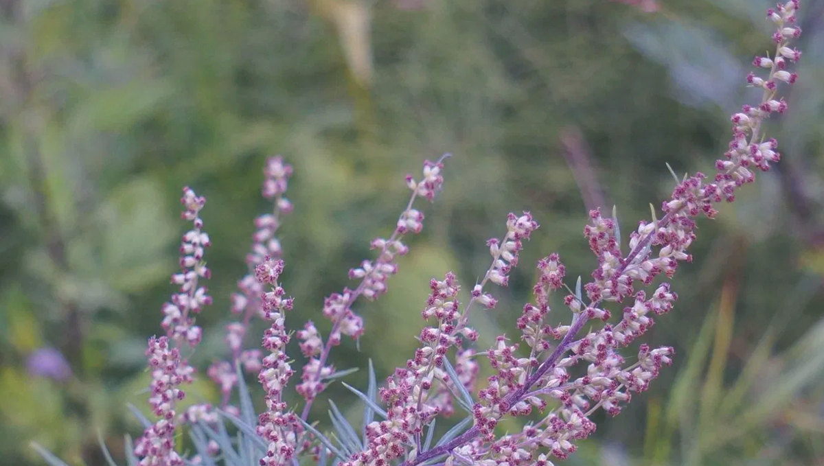 Mugwort and weed make a great blend in your joints! It'll give you that creativity boost! Mugwort and weed make a great blend in your joints! It'll give you that creativity boost!