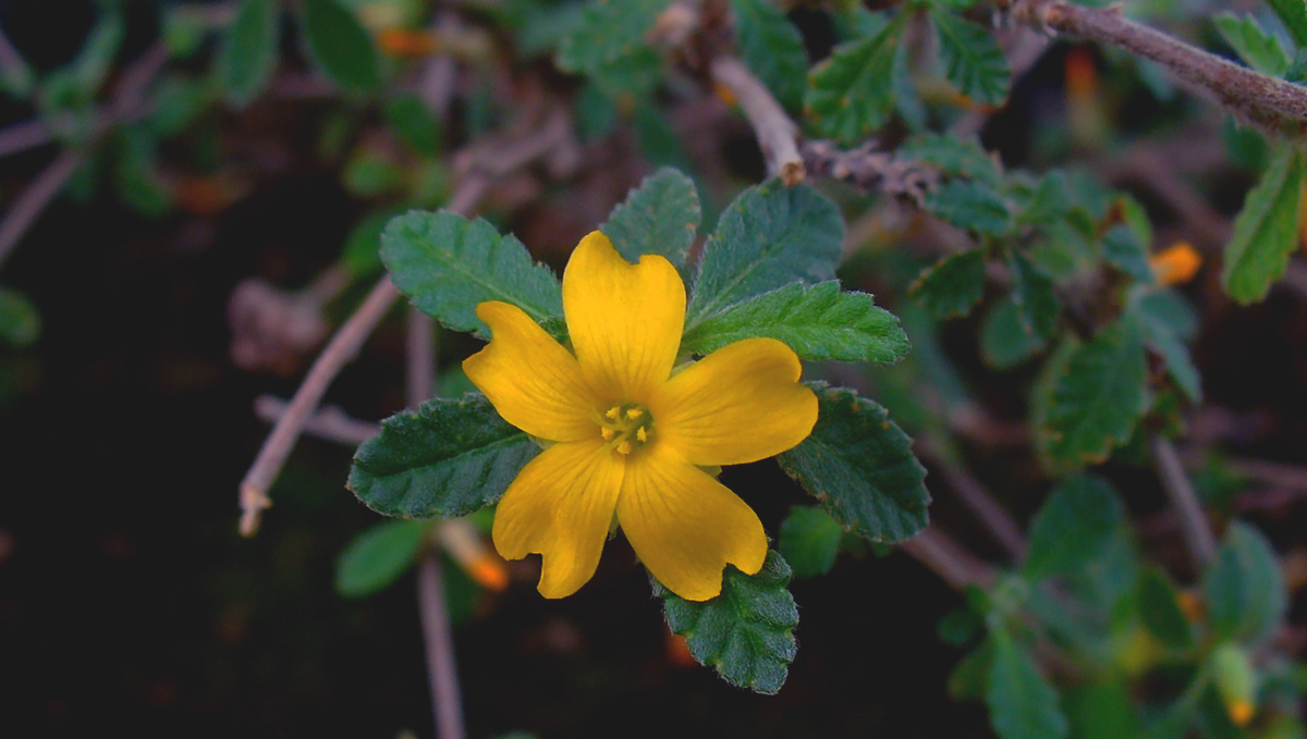 Spice up your sex life with a damiana and weed blend in your joints! Spice up your sex life with a damiana and weed blend in your joints!