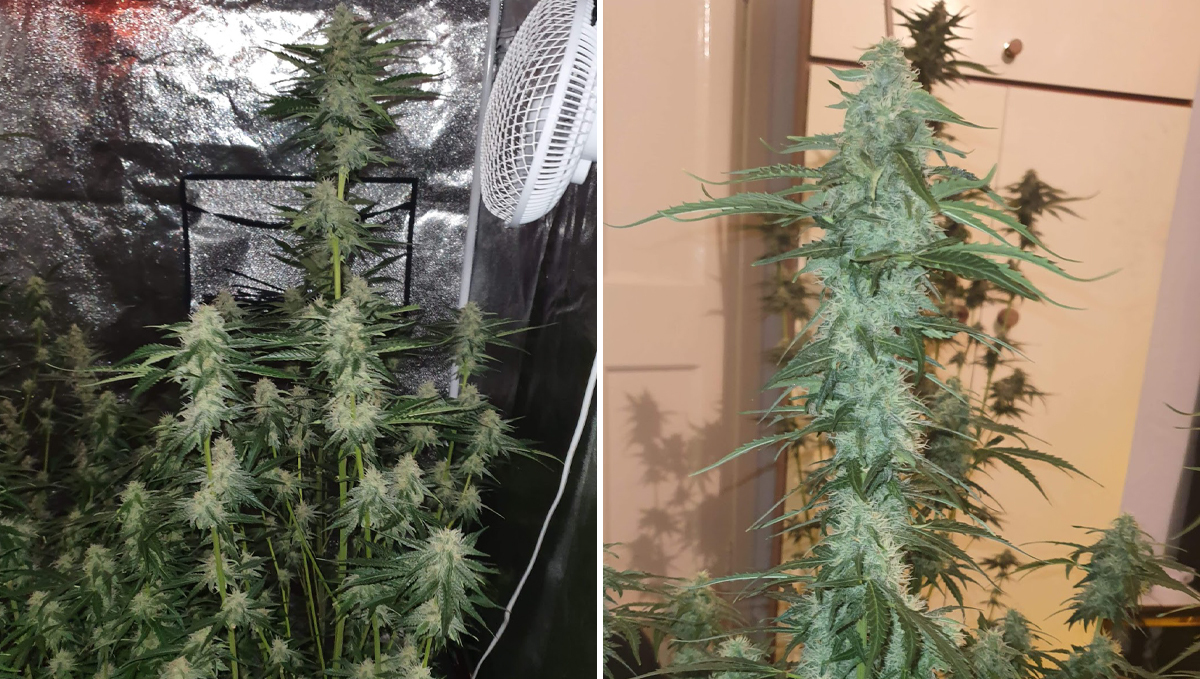 Cheese Auto: week 8 Cheese Auto: week 8