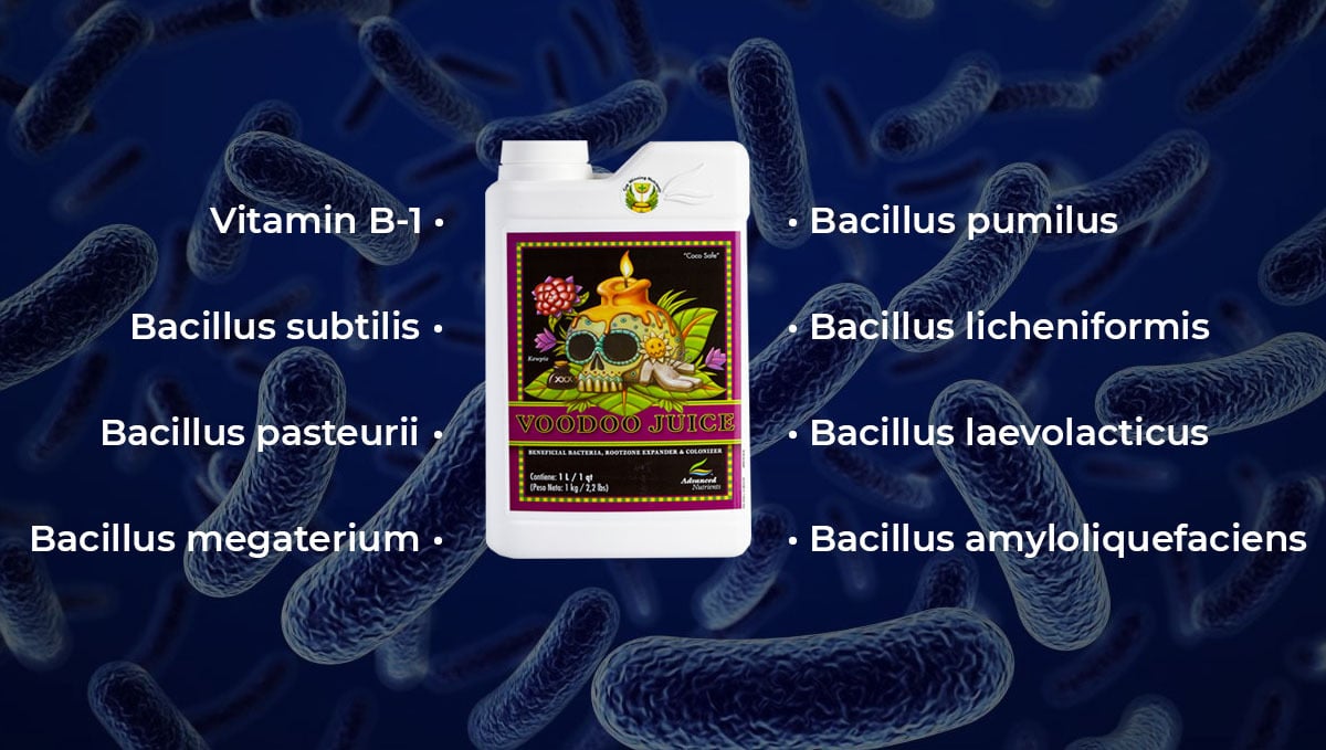 Advanced nutrients for autoflowers: voodoo juice