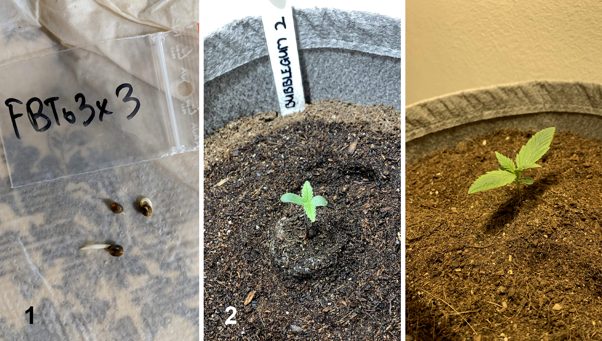 BubbleGum Auto: week 1