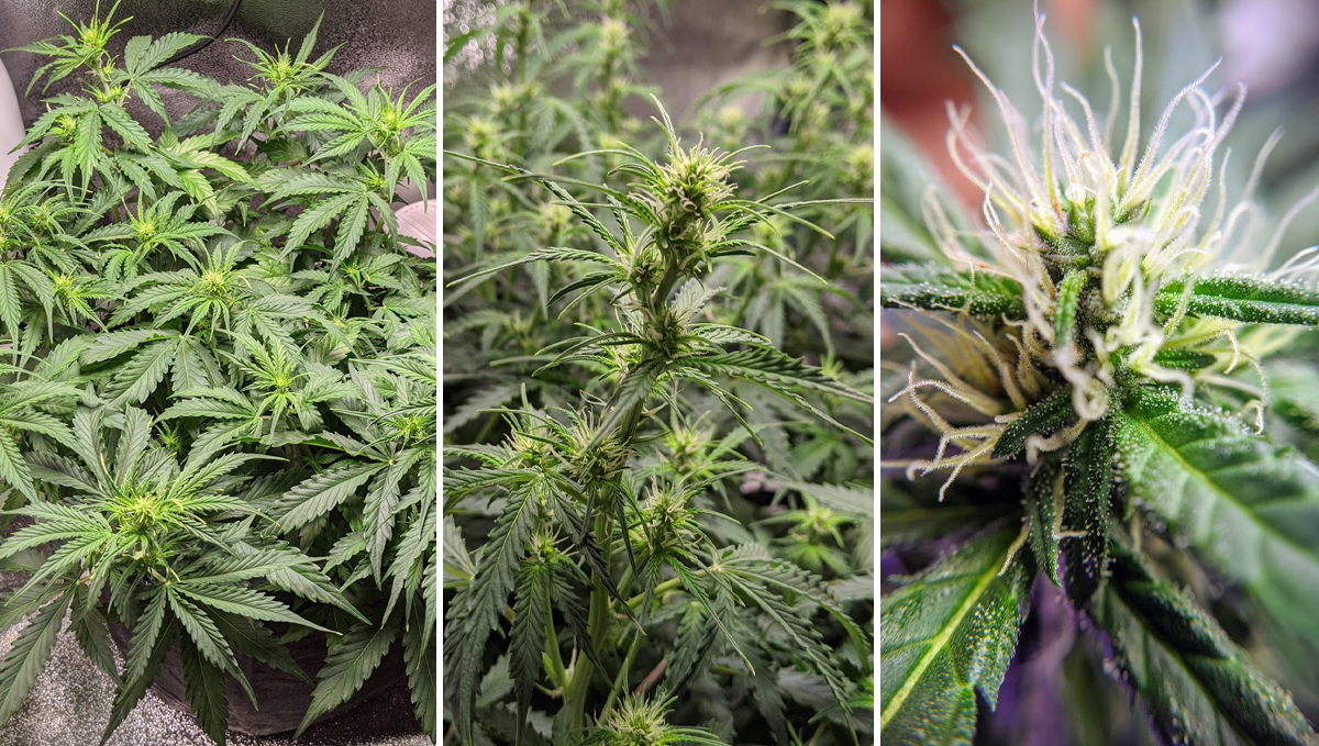 Sour diesel auto guide: week 5 Sour diesel auto guide: week 5