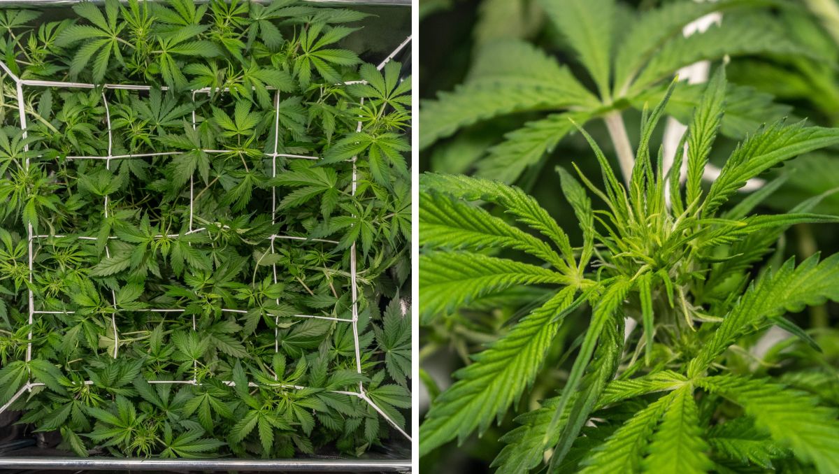 Gorilla Cookies Auto Cannabis Strain Week-by-Week Guide: ScrOG