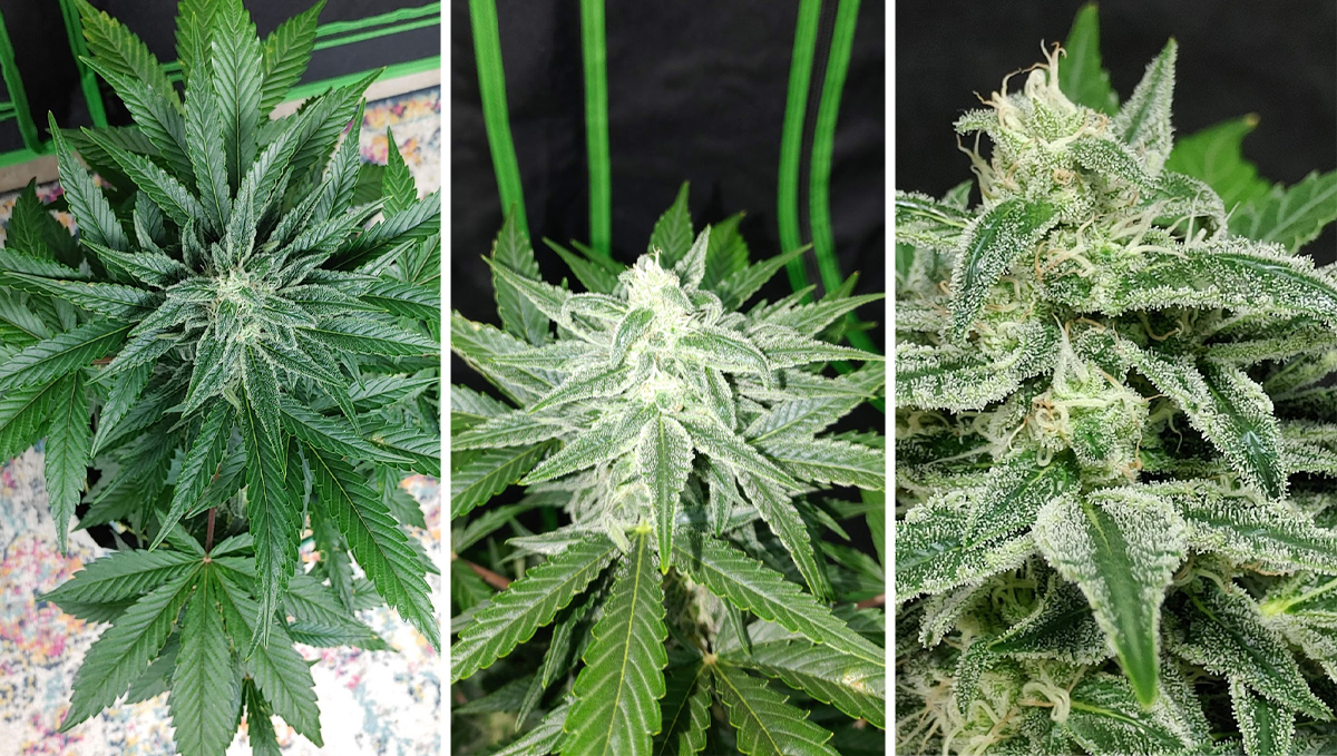 Jak dlouho trvají samonakvétací květy od výsevu do sklizně: 8. týden - druhá polovina kvetení Jak dlouho trvají samonakvétací květy od výsevu do sklizně: 8. týden - druhá polovina kvetení