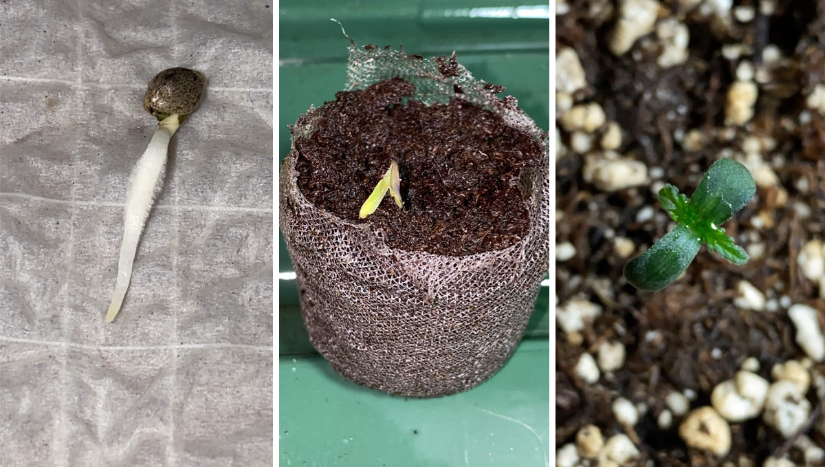 OG Kush Auto: week 1 OG Kush Auto: week 1