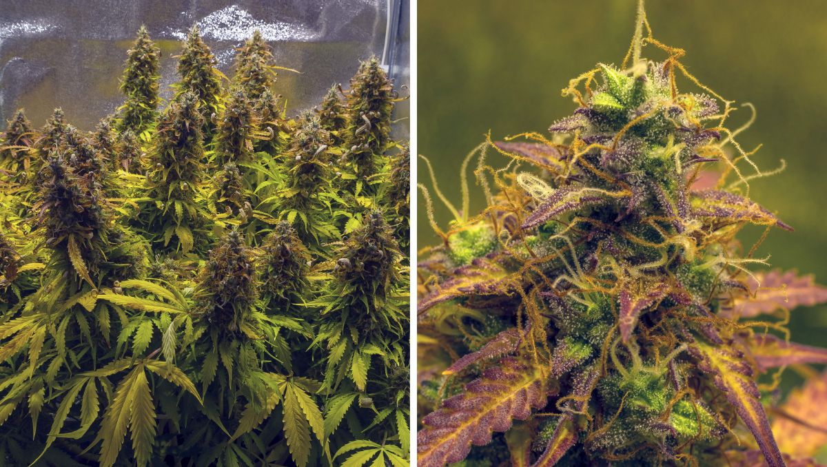 Gorilla Cookies Auto Cannabis Strain Week-by-Week Guide: Faded but fat colas