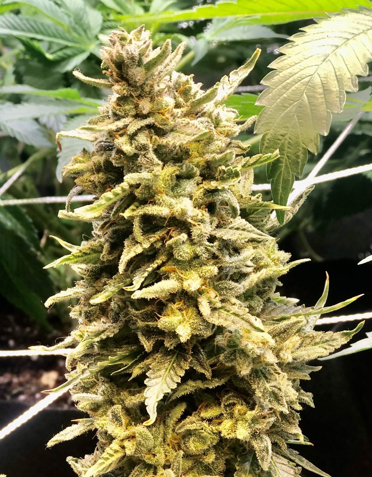 1848433_fastbuds-blue-dream-039-matic-grow-journal-by-sloppyfastbudsblue-dreammatic.jpg Blue dream by Sloppy