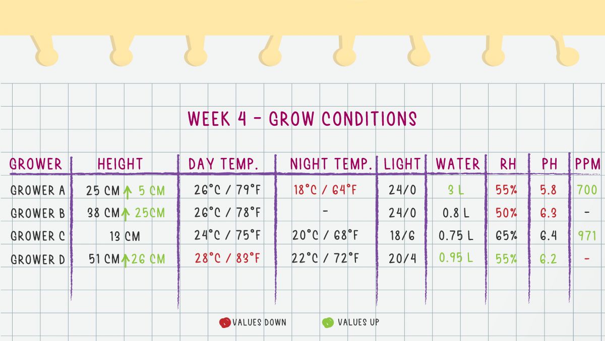 Orange Sherbet Auto Cannabis Strain Week-by-Week Guide: Week 4 grow conditions Orange Sherbet Auto Cannabis Strain Week-by-Week Guide: Week 4 grow conditions