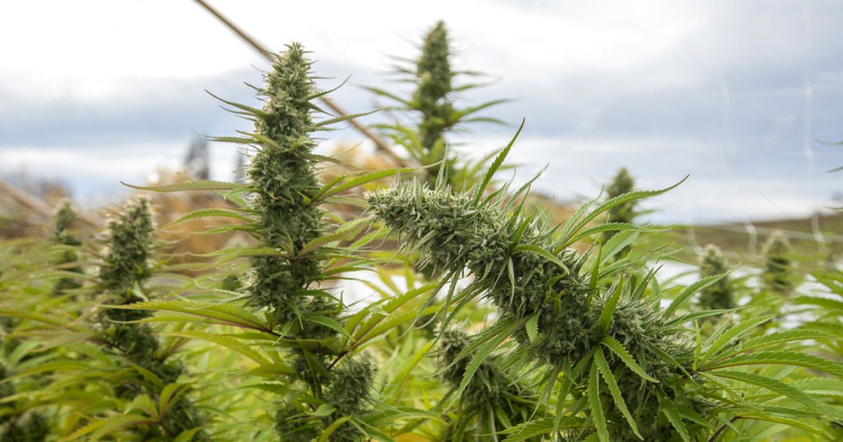 Colher a sua cannabis autoflorescente: colheita com base nas melhores estações do ano Colher a sua cannabis autoflorescente: colheita com base nas melhores estações do ano