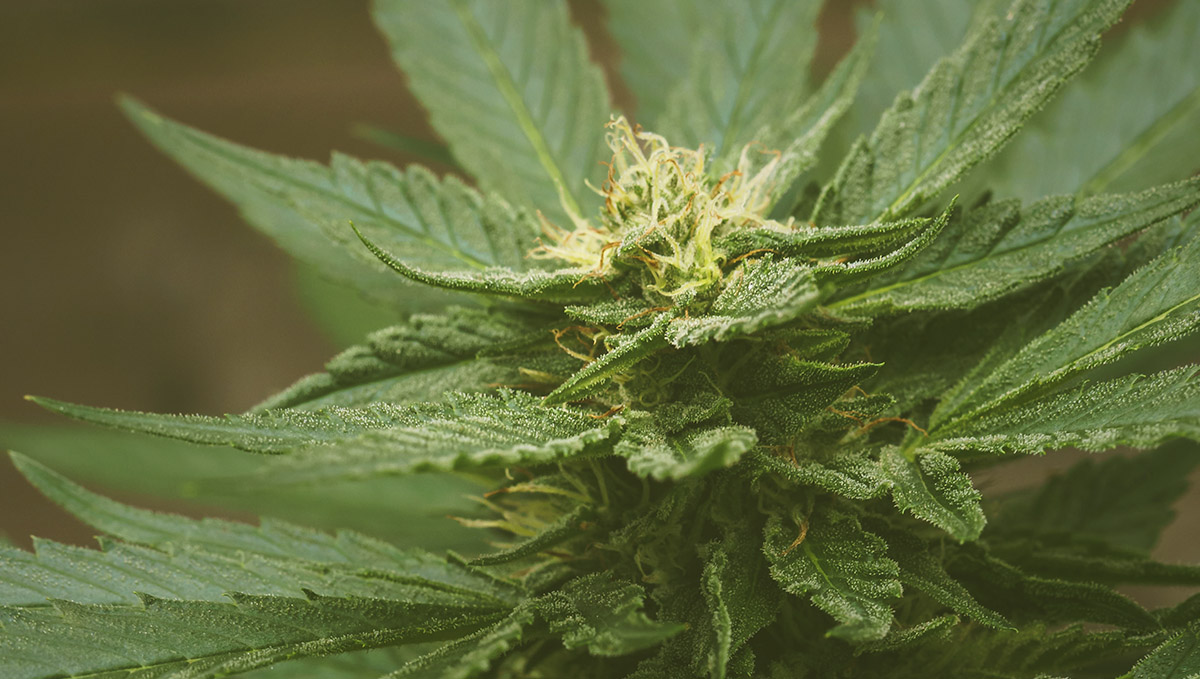 Pinene is the terpene characteristic of that woody, foresty weed flavor. Pinene is the terpene characteristic of that woody, foresty weed flavor.