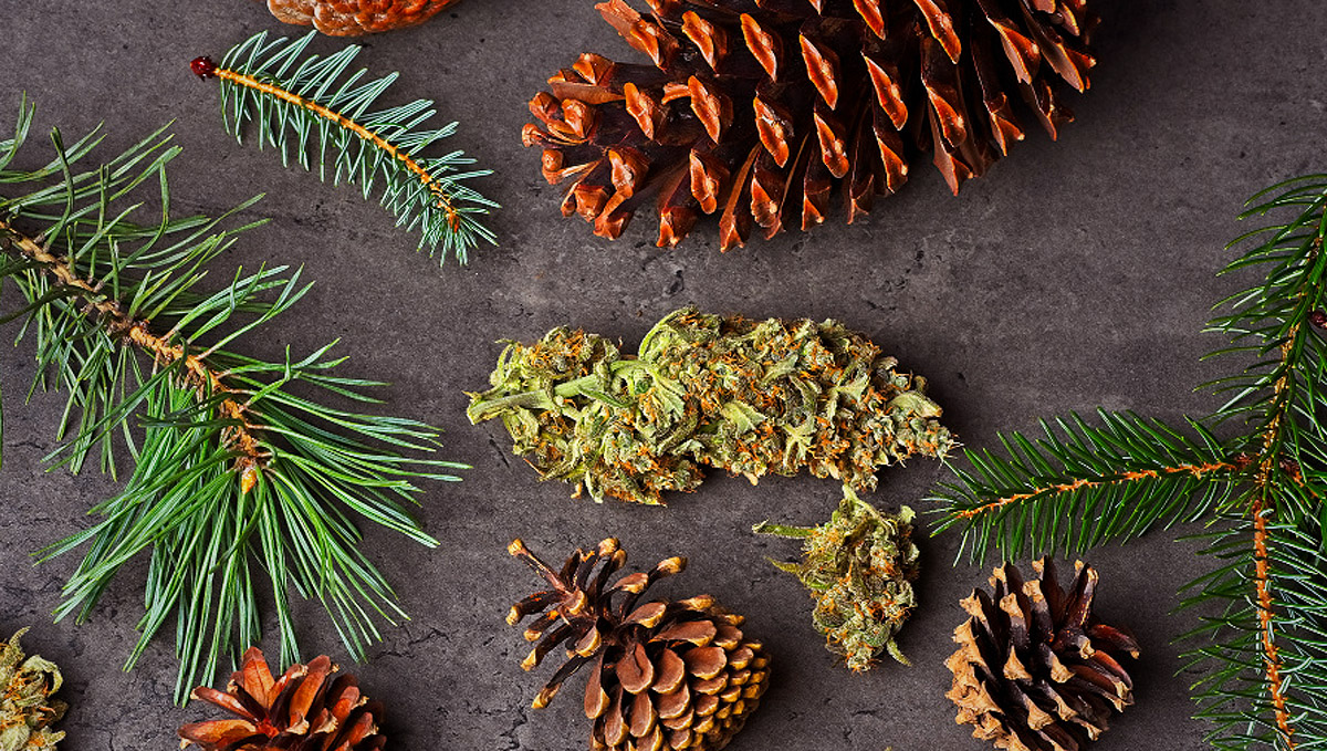 Find out where to find pinene terpenes. Find out where to find pinene terpenes.