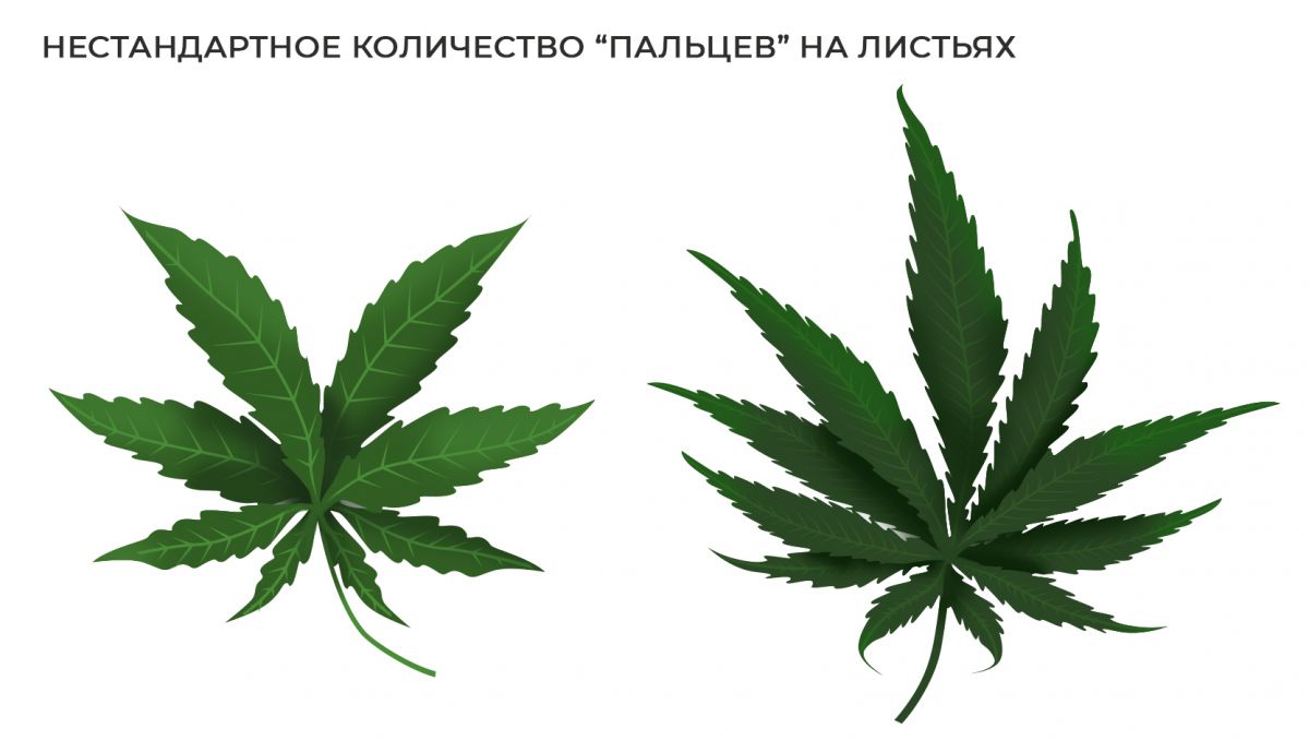 1.jpg Распространенные мутации: нестандартное количество пальцев