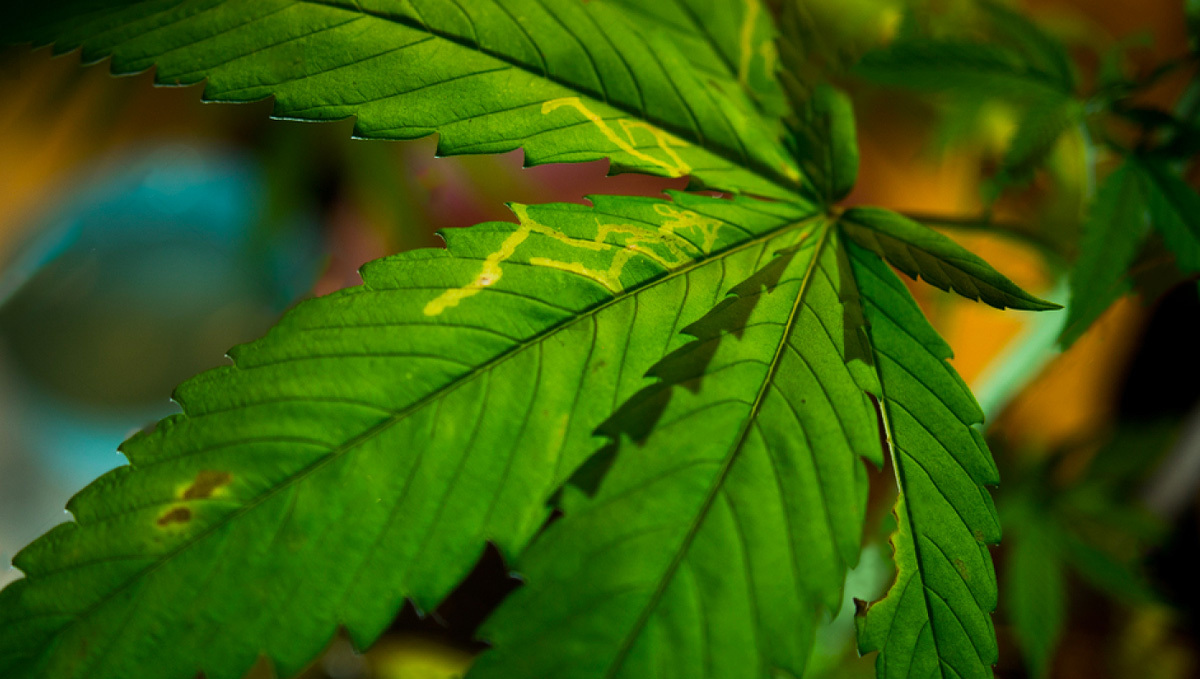 Symptoms of Leaf Miners Symptômes de la mineuse des feuilles