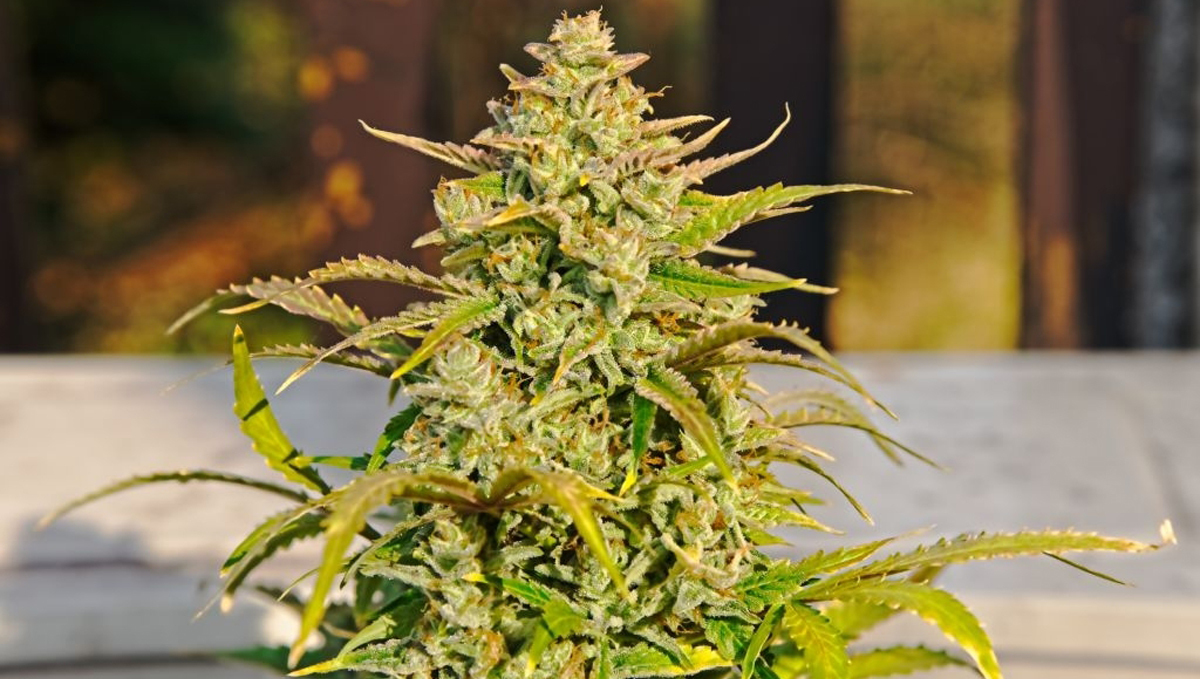 9 time-saving tips: grow autoflowers 9 time-saving tips: grow autoflowers