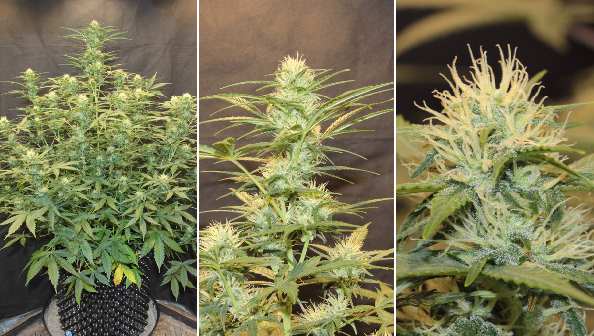 Jack Herer Auto: week 8