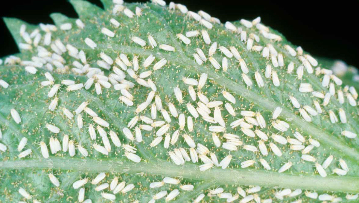 Whiteflies on Cannabis plant
