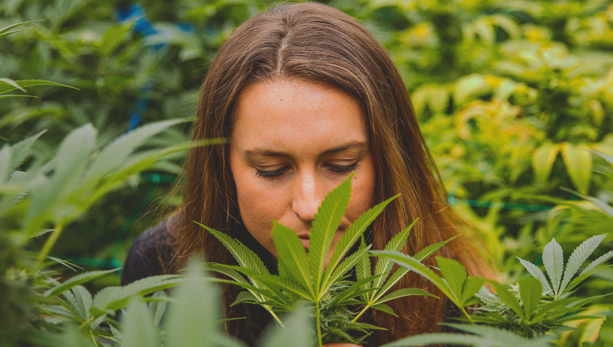 Myrcene is the most common terpene found in cannabis. Myrcene is the most common terpene found in cannabis.