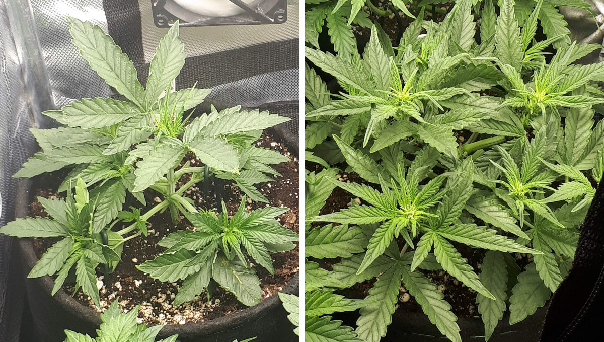 Strawberry Pie Auto Cannabis Strain Week-by-Week Guide: 4-weeks-old autoflowers with preflowers