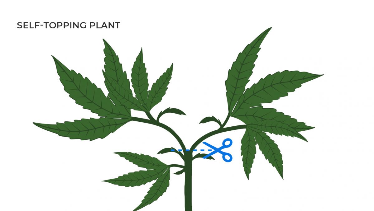 Common cannabis mutations: self-topped plant Common cannabis mutations: self-topped plant