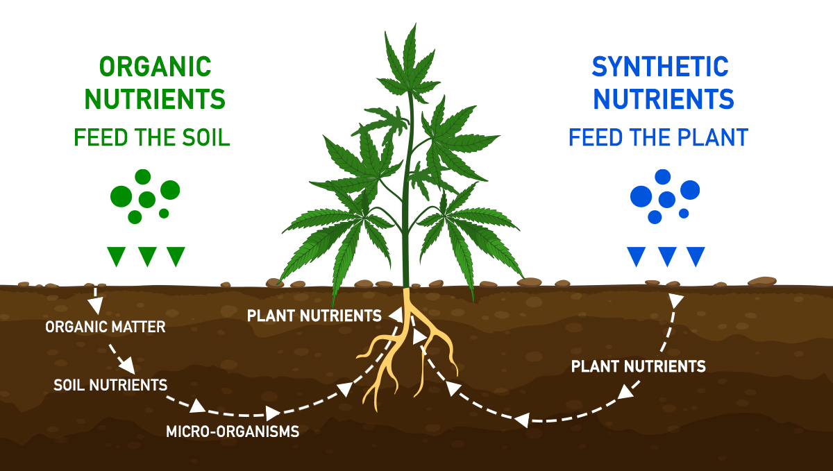 The importance of water purity: nutrient distribution The importance of water purity: nutrient distribution