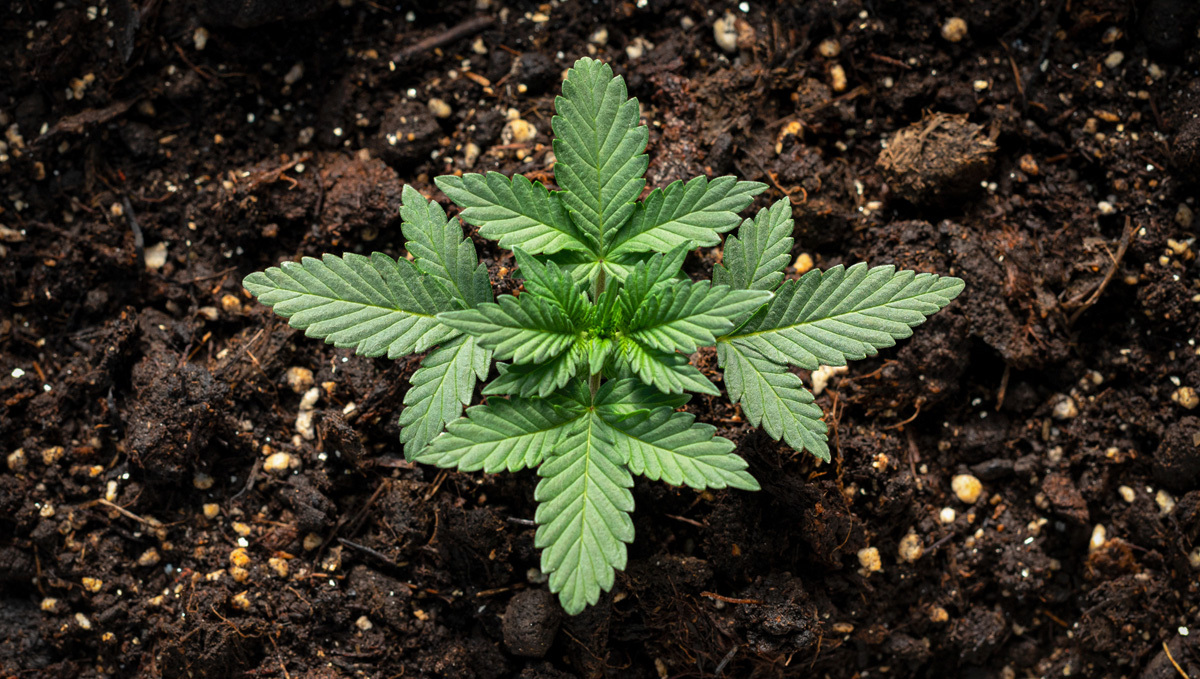 Aptus usage guide: all-in-one pellet